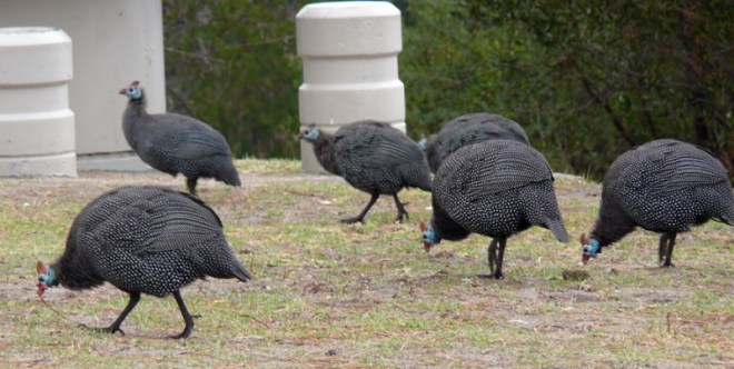 Guinea Fowl