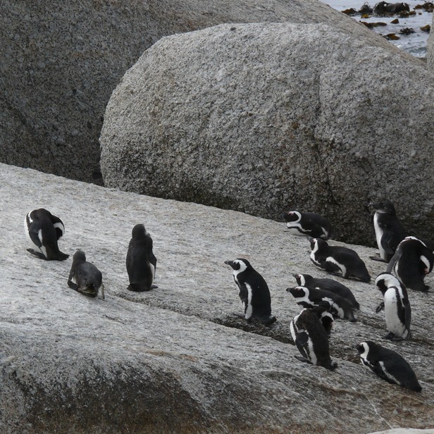 African Penguins