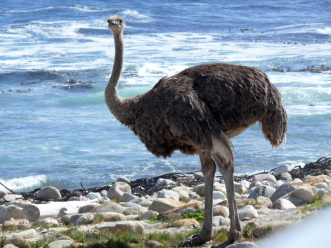 Ostrich