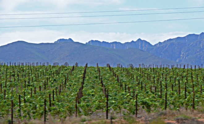 wineries-nr-robertson