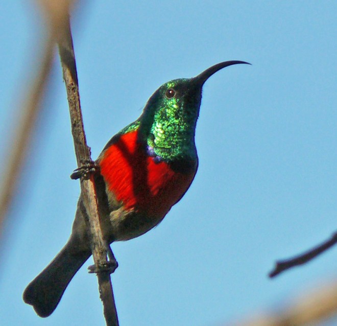 sunbird