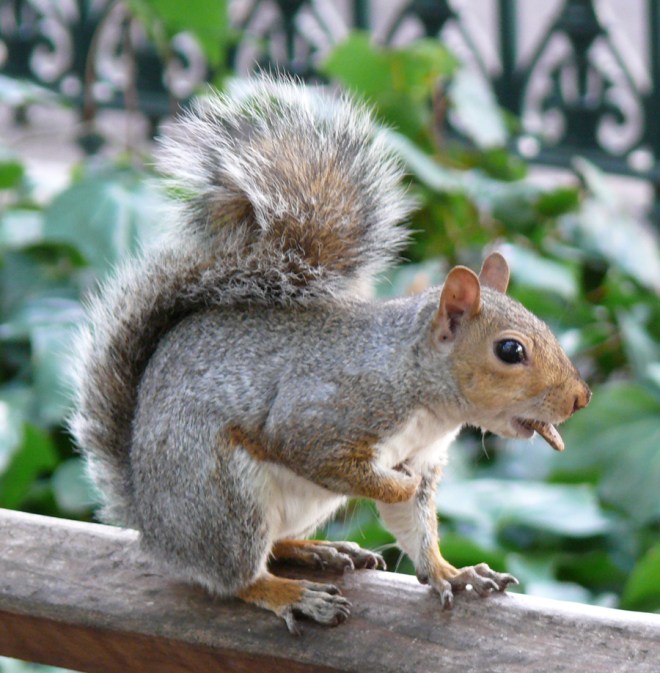 Cheeky Grey Squirrel