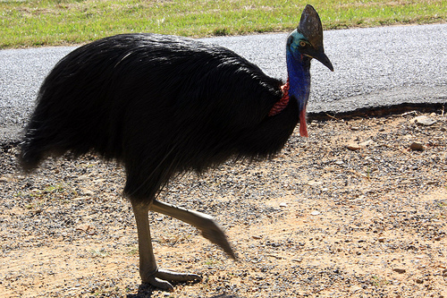 cassowary