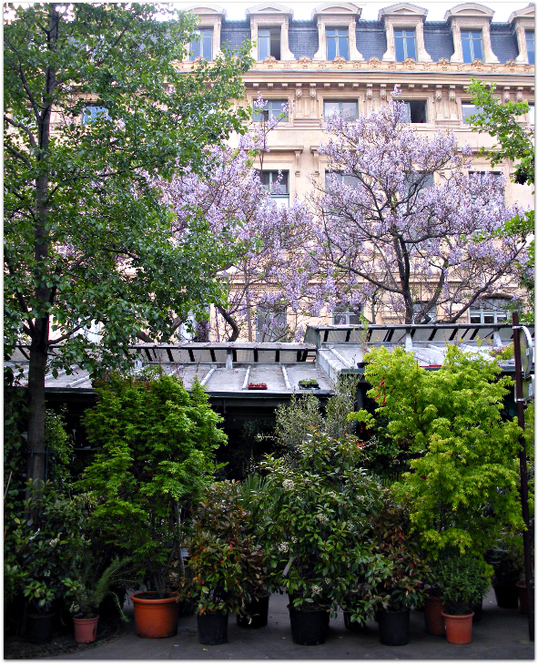 Marché aux Fleurs and jacarandas