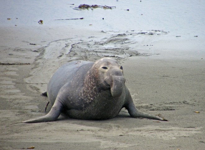 elephant seal copy