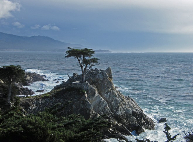 lone-cypress