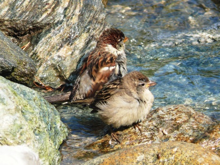 sparrows