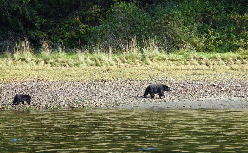 We’re gonna go on a bear&nbsp;hunt