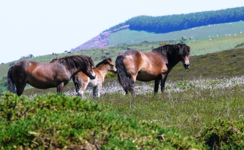 Spring in North&nbsp;Devon