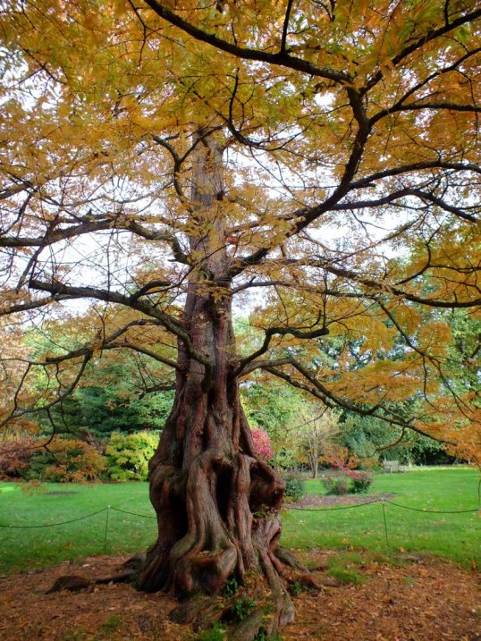 November - Autumn Tree in RHS Wisley Gardens