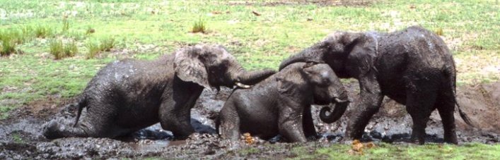 Springboks and Fuzzy Ducks: Snippets from an African&nbsp;Diary