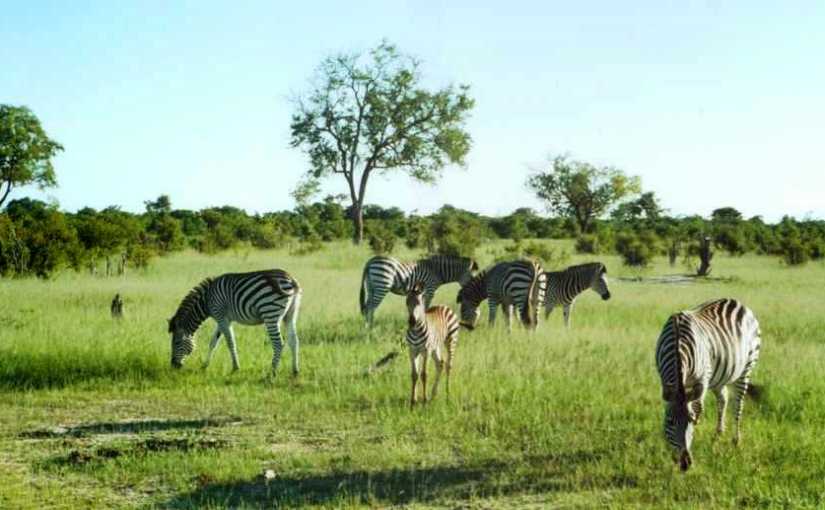 Aardwolves to Zebras: Snippets from an African&nbsp;Diary