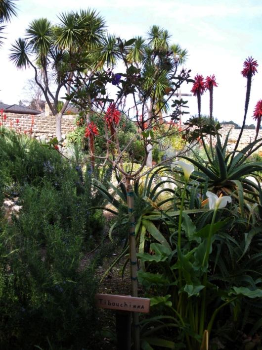 Aloes