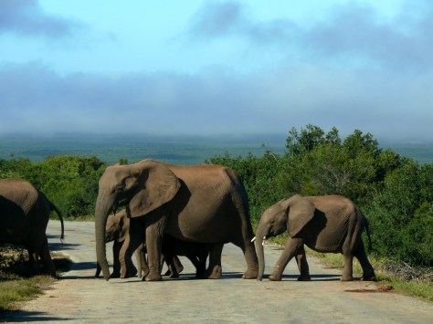 elephant family 4