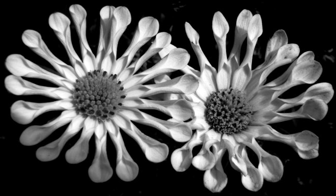 osteospermum whirligig duo