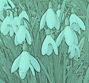 snowdrops in pencil 2