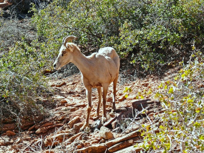 Bighorn Sheep