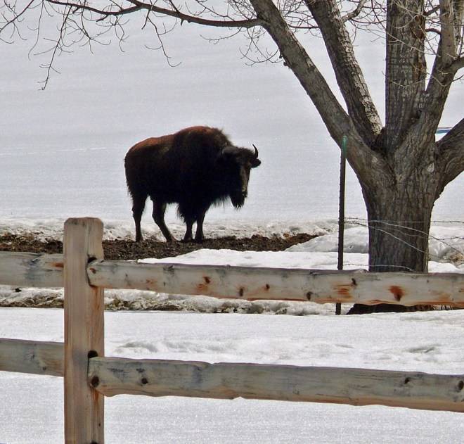 Bison outside Zion Canyon