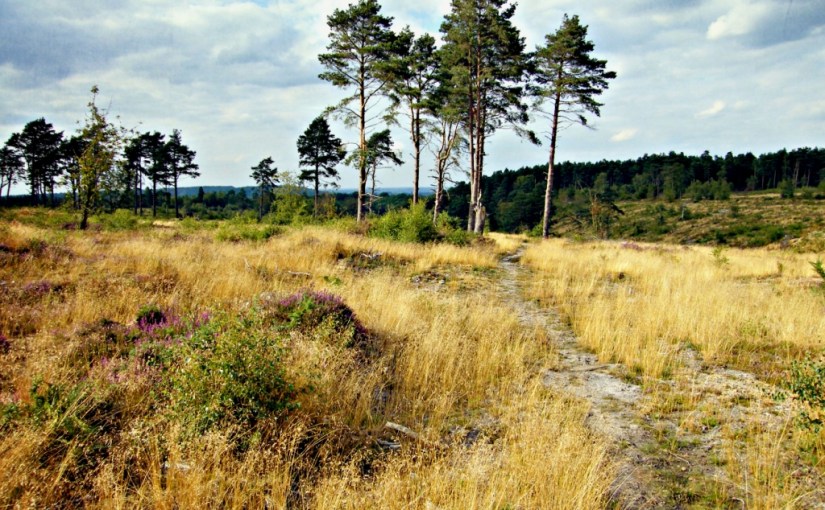 Cee’s Which Way Challenge: Black&nbsp;Down