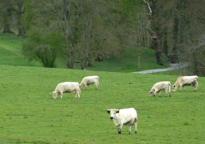 Rare White Park Cattle