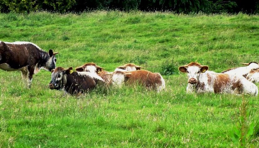 Sunday Stills, the next challenge:&nbsp;Cows