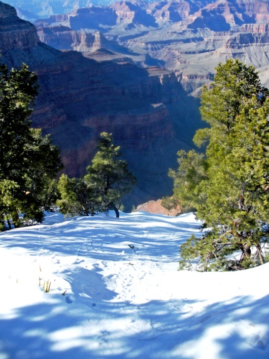Pinyon Pines cling to the edge