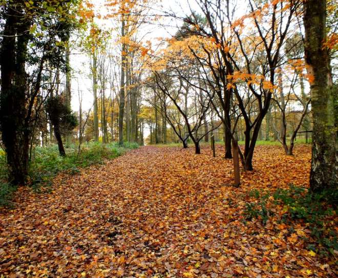 Pathway through the Arboretum