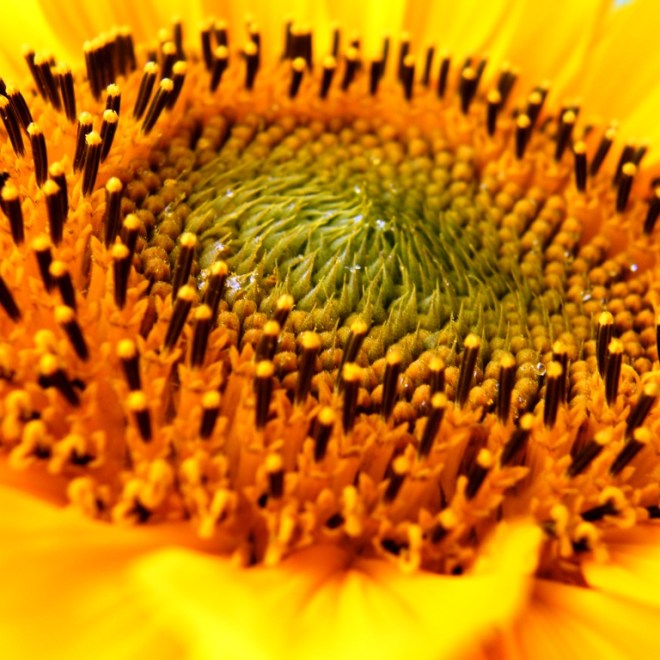sunflower macro