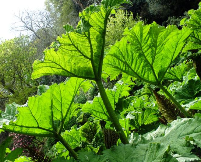 Gunnera glow 2