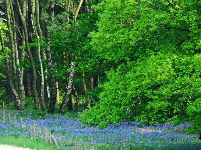 bluebells - Copy