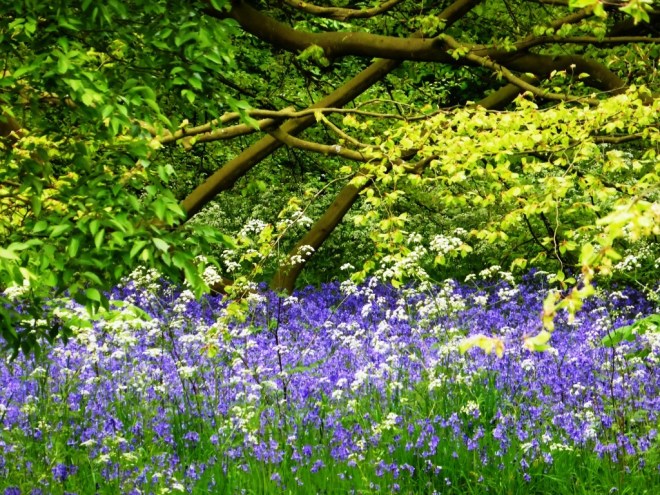 bluebells