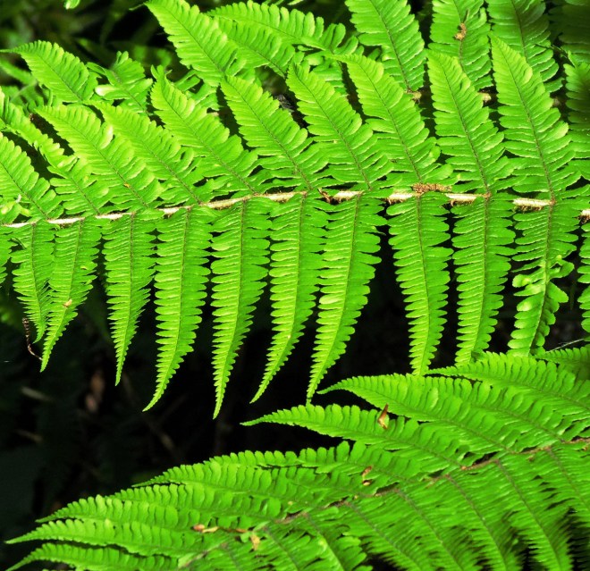 ferns