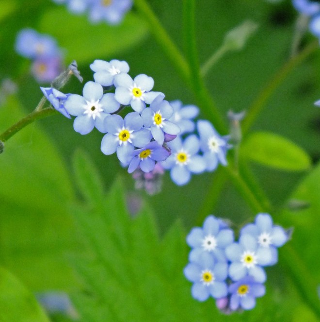 forget-me-not