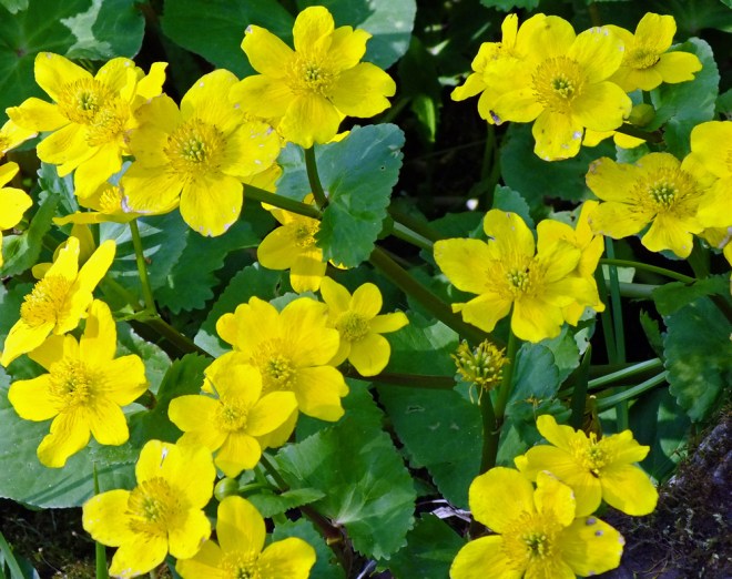 marsh-marigolds