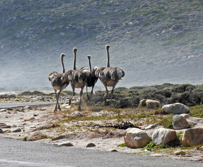 ostriches