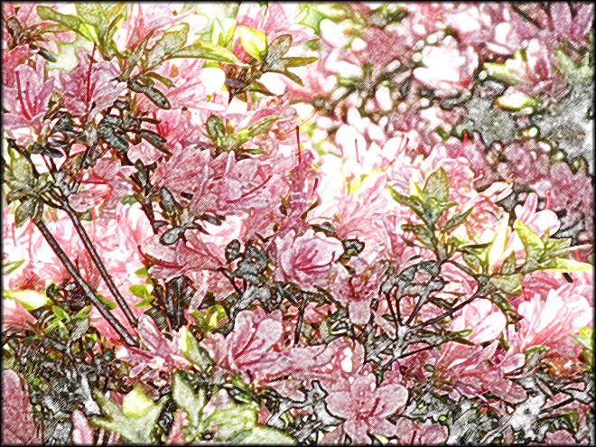 Azaleas