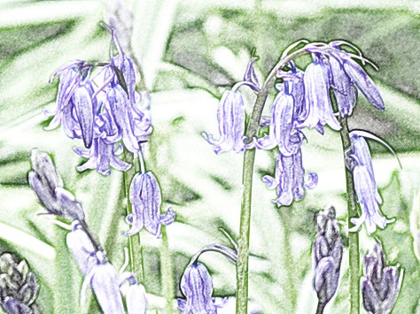 Bluebells