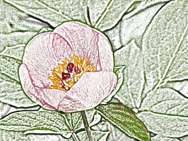 Peony