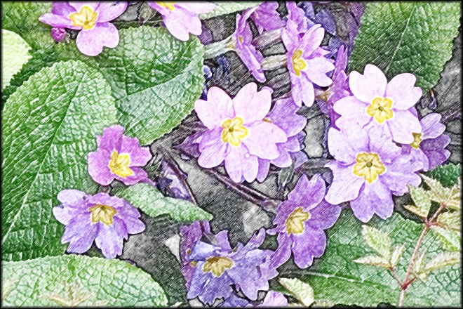 Primulas