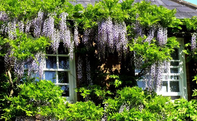 A Lingering Look at Windows: In the&nbsp;Garden