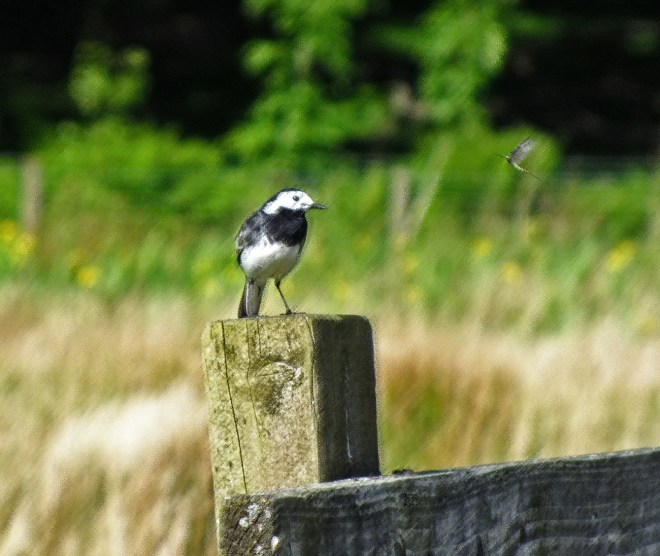 fayrie-rough-pastels