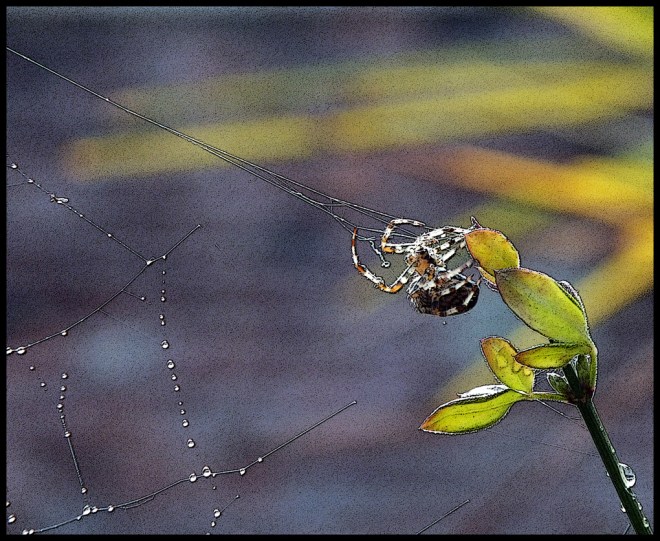 autumn-spider