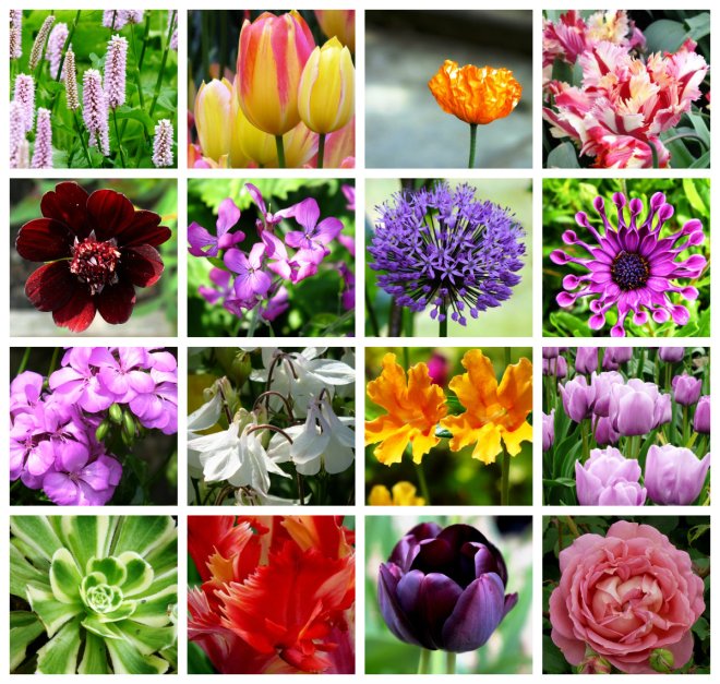 flower collage