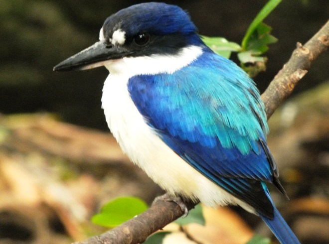 Forest Kingfisher