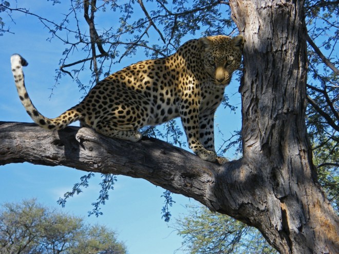 leopard3