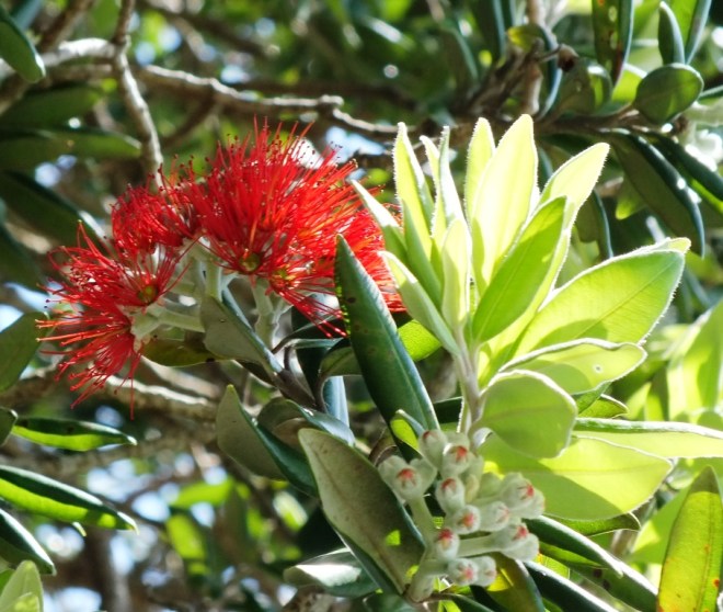 Pohutukawa Tree