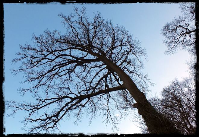 Winter tree