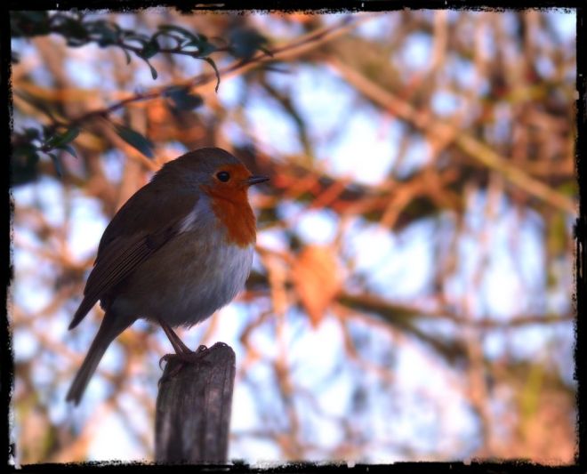 robin (2)