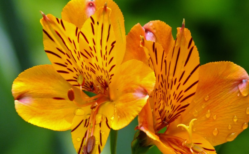 Raindrops on roses…