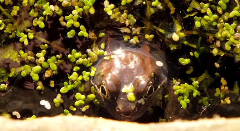 Froggie went a-courtin’, and he did ride,&nbsp;mm-hmm